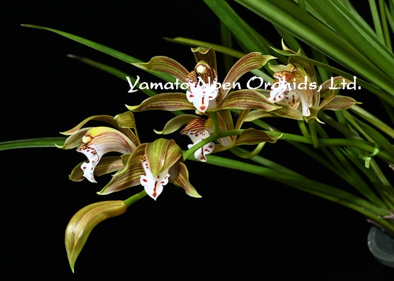 Cym. erythraeum 花付き株（原産地由来種） | 大和農園洋蘭部