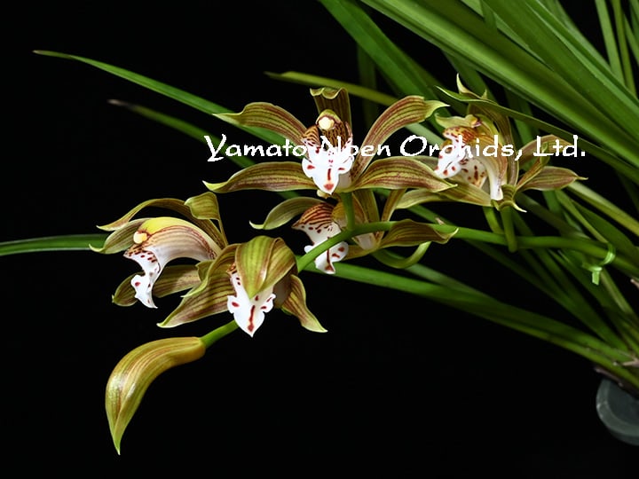 Cym. erythraeum 花付き株（原産地由来種） | 大和農園洋蘭部
