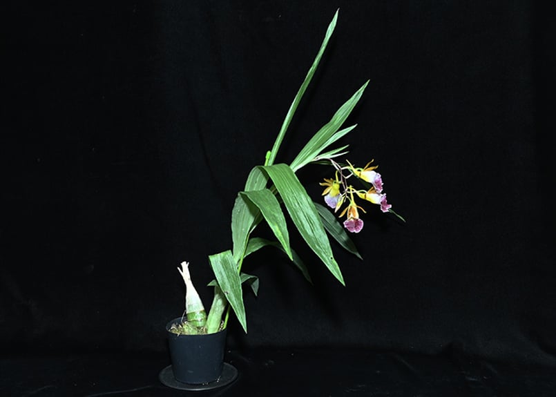Galeandra greenwoodiana 初花付き株 | 大和農園洋蘭部