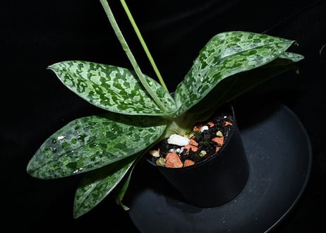 Paph. Zuiun 実生初花株（#8）