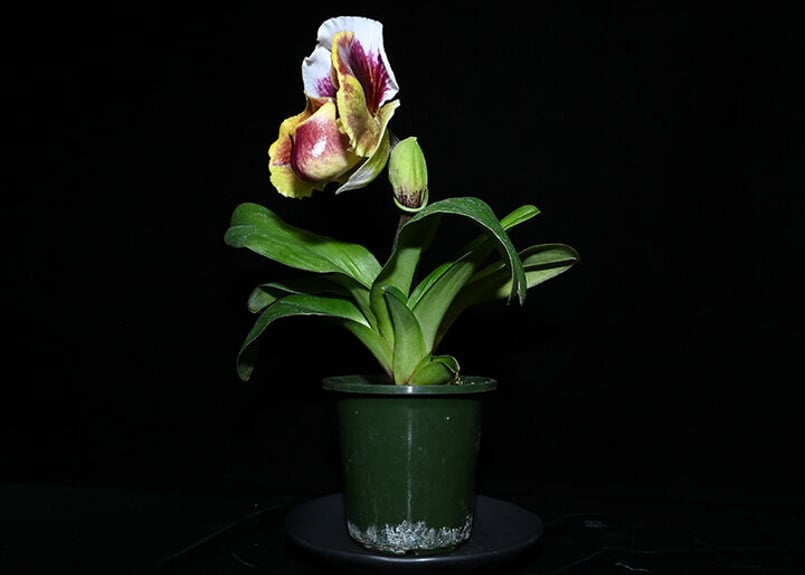 Paph. Fashion Trend 花付き株(既開花株) | 大和農園洋蘭部 Paph. Fashion Trend 花付き株(既開花株) | 大和農園洋蘭部