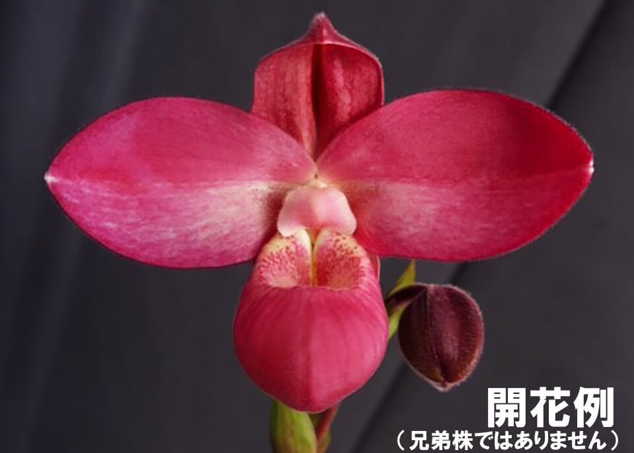 61a5a0013475ed1d25529616