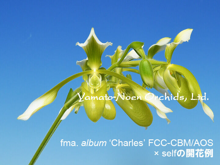 Paph. haynaldianum fma. album x self ツボミ付き株（初花）