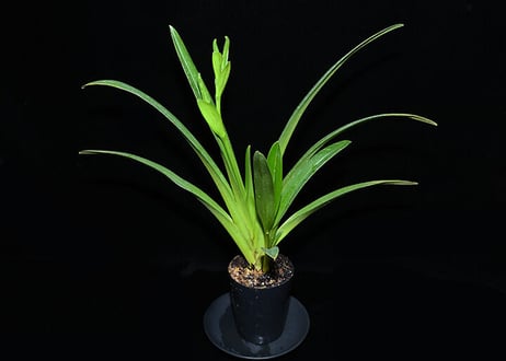 CATEGORY フラグミペディウム | 大和農園洋蘭部