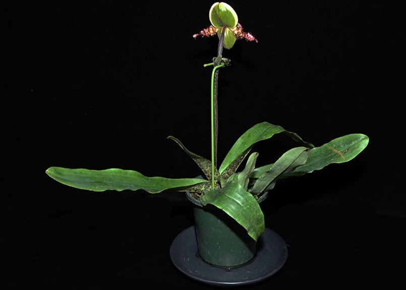 Paph. liemianum x sibling 花付き株(初花) | 大和農園洋蘭部 Paph. liemianum x sibling 花付き株(初花) | 大和農園洋蘭部