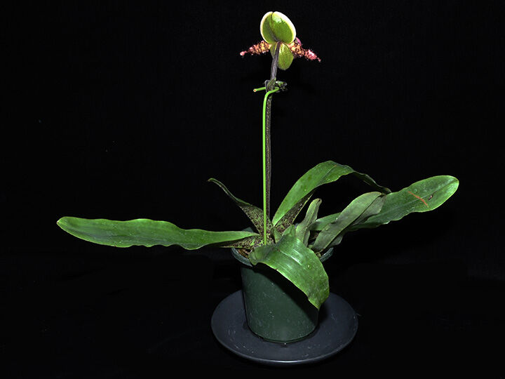 パフィオページ fit=scale-down,w=1200