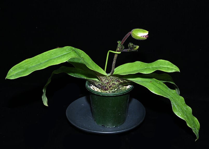 Paph. liemianum x sibling ツボミ付 実生未開花株 | 大和農園洋蘭部
