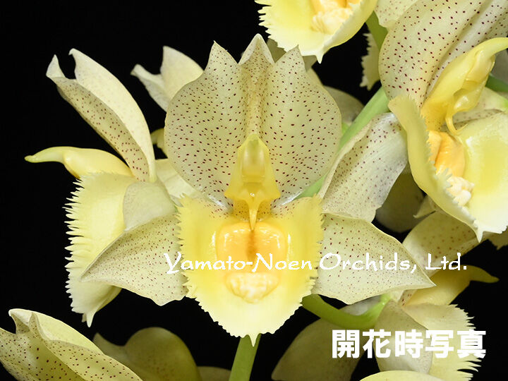 洋蘭 タケノコ蘭 Ctsm. planiceps 開花サイズ株 たけのこ蘭 Ctsm. planiceps 子株 - メルカリ