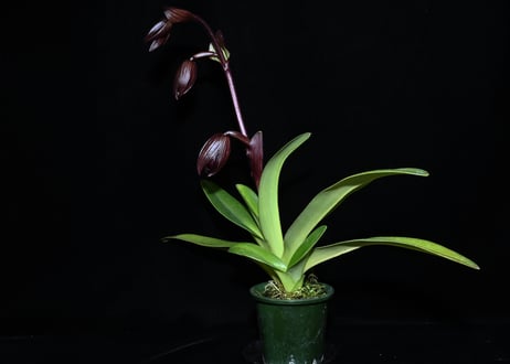 Paph. Wössner Black Wings ツボミ付株（実生初花）