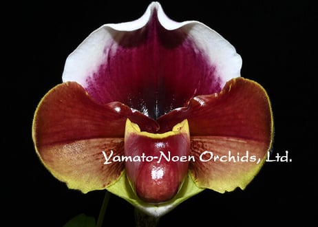 Paph. (Fitness x William Provine) 実生初花（#2）