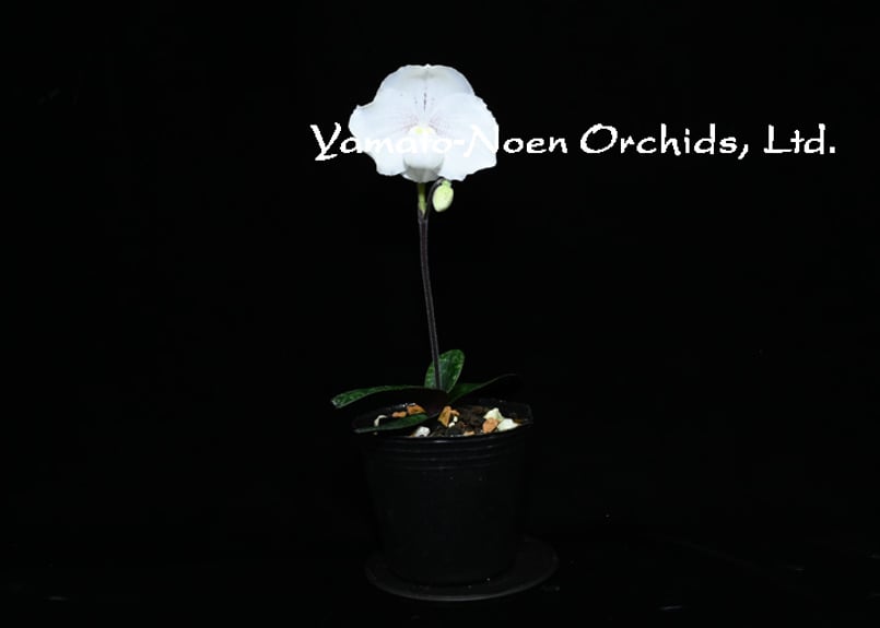 Paph. niveum x sibling (国産実生）花付き株 | 大和農園洋蘭部