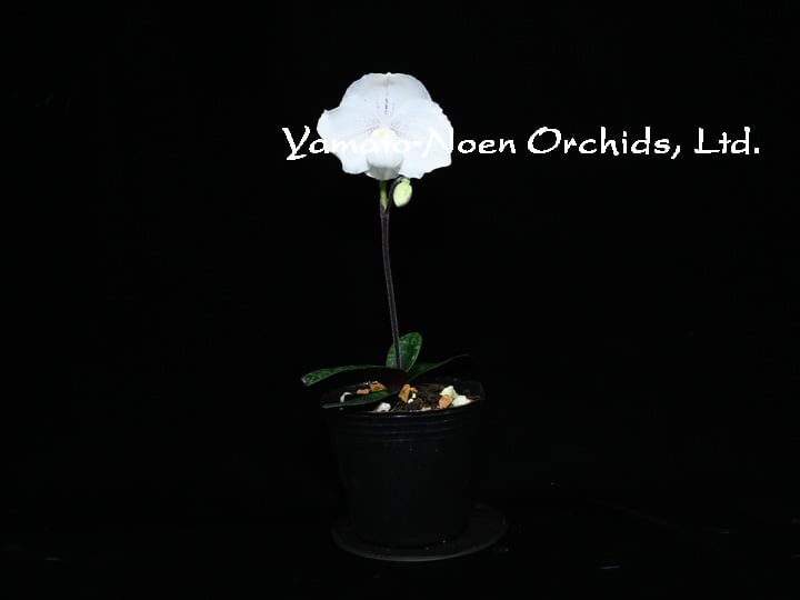 Paph. niveum x sibling (国産実生）花付き株 | 大和農園洋蘭部