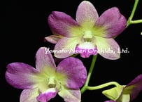Phal. japonica（名護蘭）花付き選別個体 | 大和農園洋蘭部