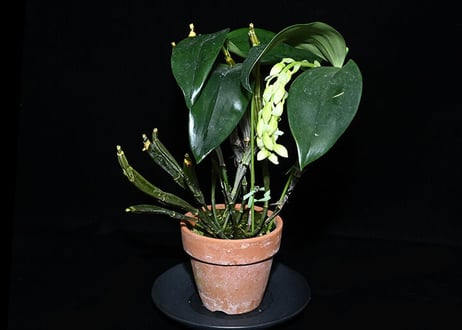Den. griffithianum ツボミ付き株（既開花株）
