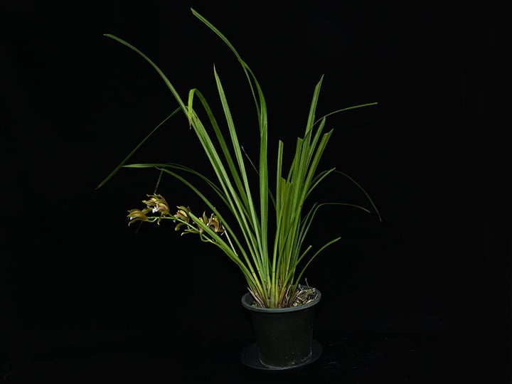 貝殻と赤い花のリトグラフ 🇹🇭Thai Hybrid F.I.P🇹🇭 ポタトラム×ブラッドスポット