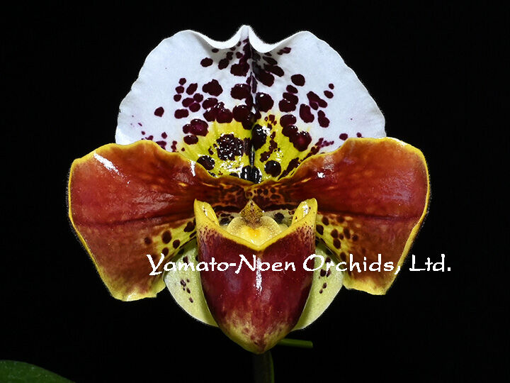 Paph. Thunder World 最新リメイク交配 初花付き株 | 大和農園洋蘭部