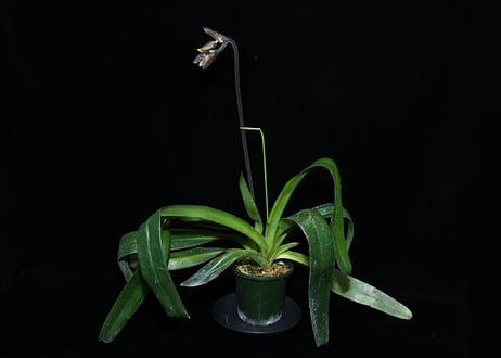 パフィオページ Yahoo!オークション -「paph パフィオ」(花、園芸) の落札相場