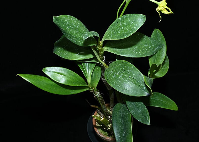 Den. spectabile fma. aureum 花付き株(実生初花) | 大和農園 Den. spectabile fma. aureum 花付き株(実生初花) | 大和農園