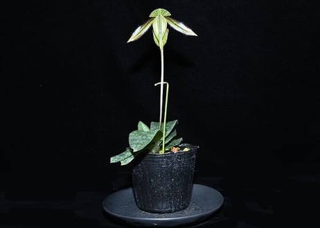 Paph. wardii fma.  atrobrunneum 実生初花（#5）