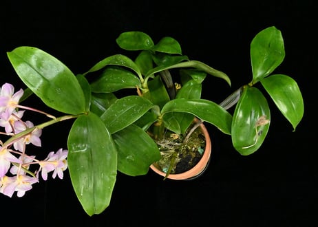 Den. farmeri 'Yamato' AM/JOS (OG) 花付き株