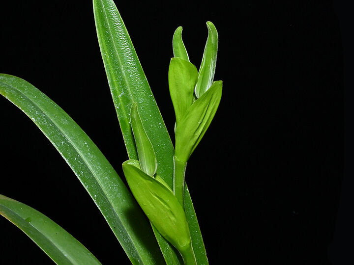 Phrag. lindenii x self ツボミ付き株（初花） | 大和農園洋蘭部