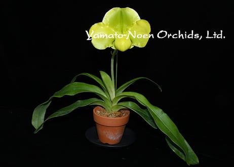 Paph. Maillot Jaune 実生初花 （#4）