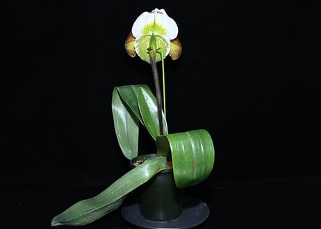 Paph. Jet Mobile 実生初花