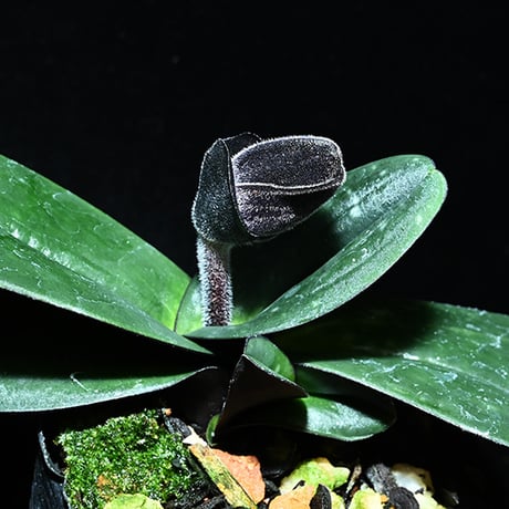 パフィオ | STORES