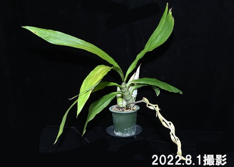 Ctsm. saccatum x sibling ツボミ付　濃色の選別個体