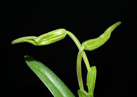Phrag. warszewiczianum (syn. wallisii) x self ツボミ付き株（初花）