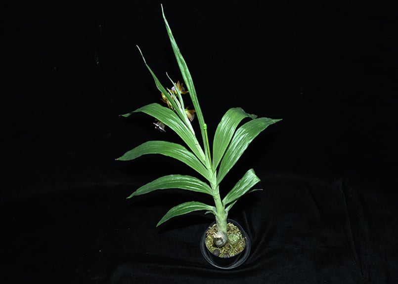 アンティークフランス購入 兵士の横顔と蘭の花✾ トライアングル型 レースドイリー アンティークフランス購入 兵士の横顔と蘭の花✾ トライアングル