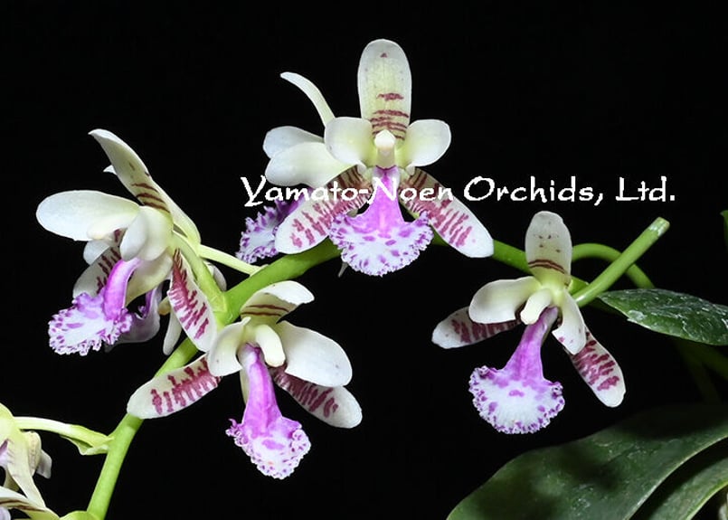 【 名護蘭 】大きな縞　336 名護蘭 】大きな縞 336