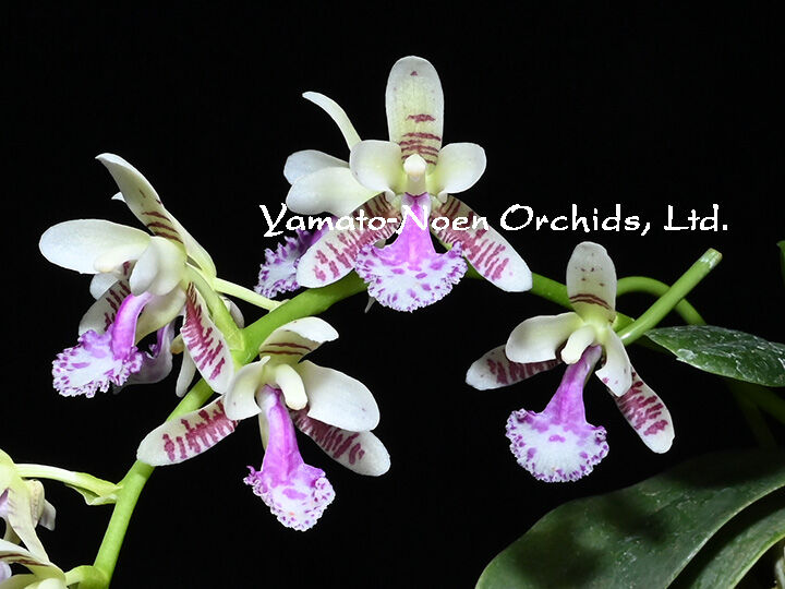 Phal. japonica（名護蘭）花付き選別個体 | 大和農園洋蘭部