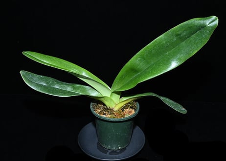 Paph. Miracle Duo 開花サイズ 実生未開花株