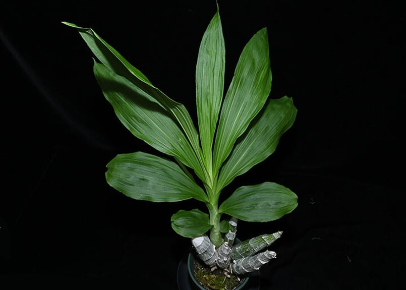 洋蘭 タケノコ蘭 Ctsm. planiceps 開花サイズ株 洋蘭 タケノコ蘭 Ctsm. planiceps 開花サイズ株 ラン（蘭）の教科書