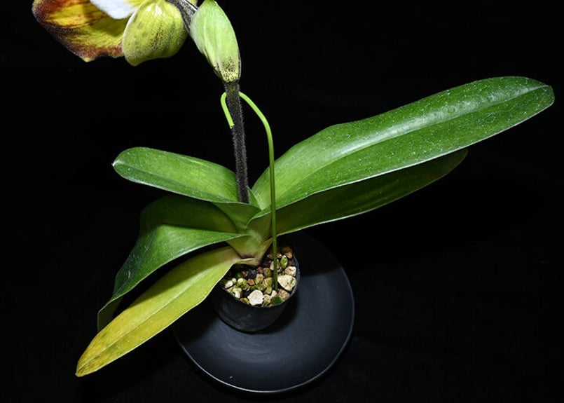 Paph. Thunder World 最新リメイク交配 初花付き株 | 大和農園洋蘭部