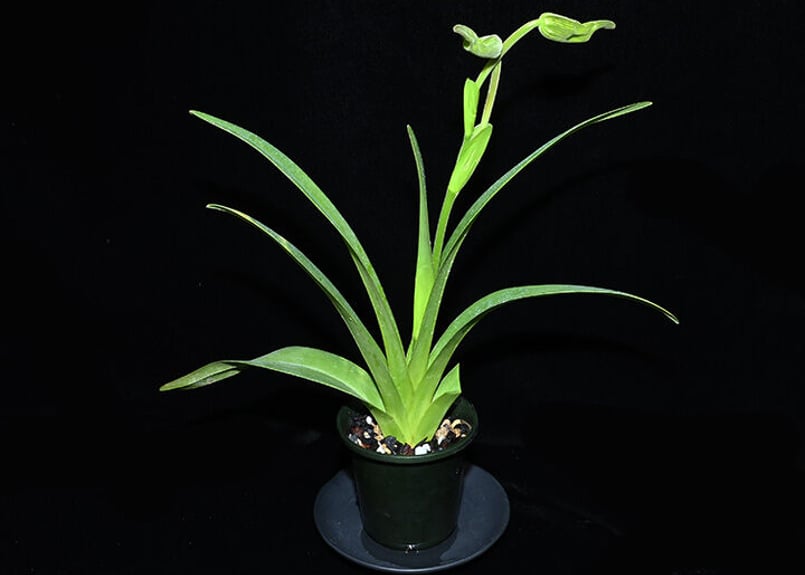 鉢植え No.2980 Phrag.walisii x sib. 蕾付き株 フラグミ 原種