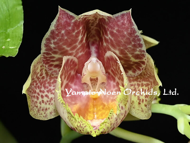 Clo. JEM's Dragon Tears x Ctsm. Orchidglade) ' Clo. JEM's Dragon Tears x Ctsm. Orchidglade) '