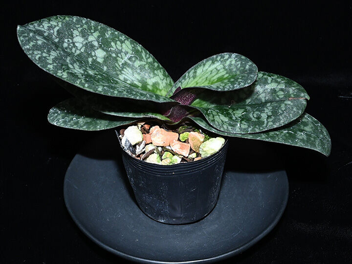 親株ラスト一本 フローレンシアエ 親株現物販売 Paph. wenshanense x sibling シース付き株（初花） | 大和農園洋蘭部