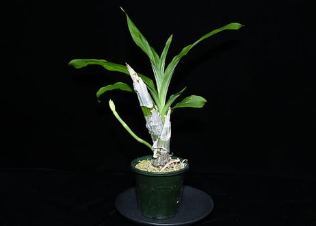 Ctsm. pileatum x sibling ツボミ付き実生未開花株