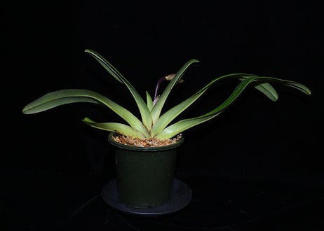 Paph. Isabel Booth ツボミ付き株