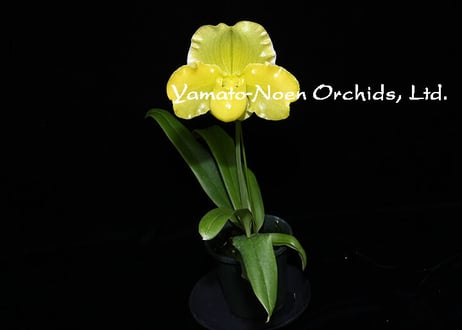 Paph. Maillot Jaune 実生初花