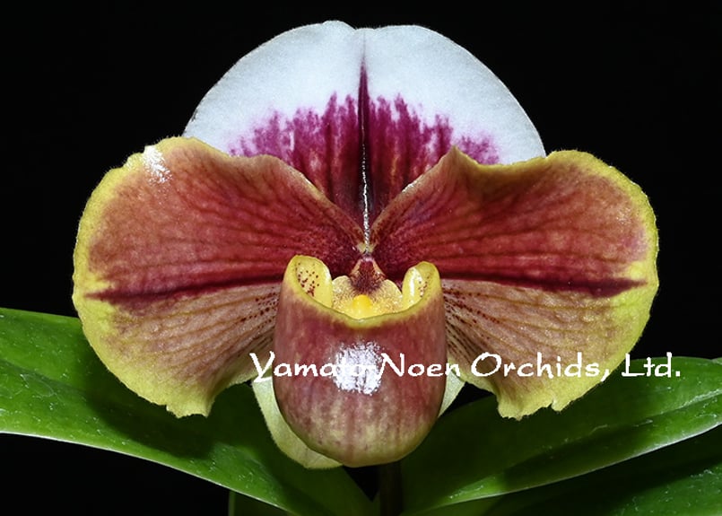 Paph. (Rattlers x Mem. Shinsuke Tani) 花付き株（初花）