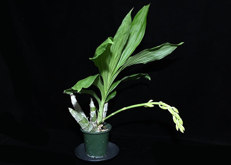 Ctsm. Diana's Dots ツボミ付き株（既開花株） | 大和農園洋蘭部