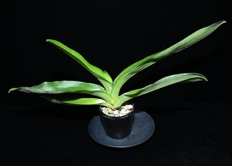 Paph. Thunder World ツボミ付き実生未開花株（最新リメイク）
