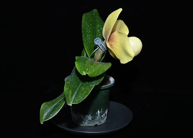 Paph. hangianum x sibling 花付き選別個体 | 大和農園洋蘭部