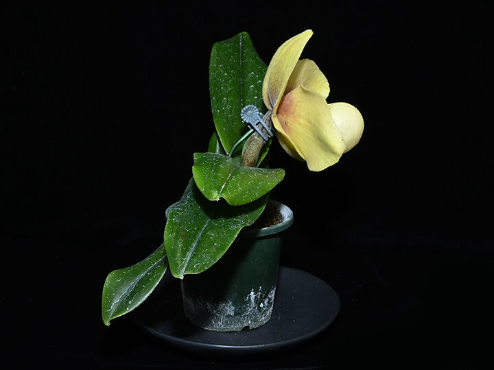 Paph. hangianum x sibling 花付き選別個体 | 大和農園洋蘭部 Paph. hangianum x sibling 花付き選別個体 | 大和農園洋蘭部