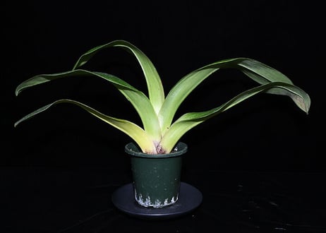 Paph. (Spring Sunlight x Carmen Sea) シース付き実生未開花株