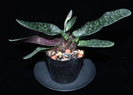 パフィオページ Yahoo!オークション -「paph. niveum」(花) (鉢植え)の落札相場