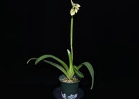 Phal. japonica（名護蘭）花付き選別個体 | 大和農園洋蘭部
